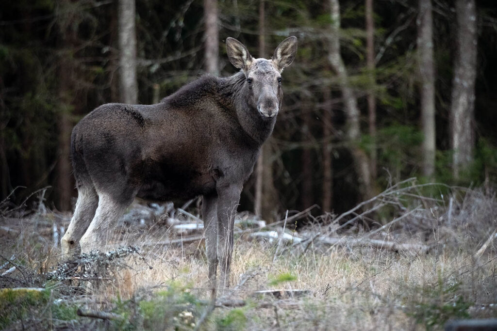 moose eland