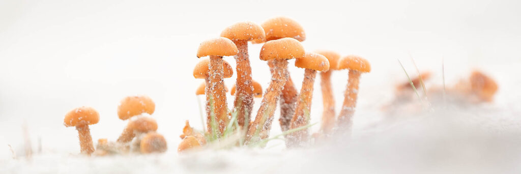 paddenstoelen