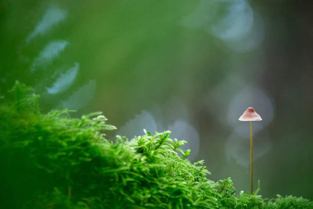 paddenstoelen