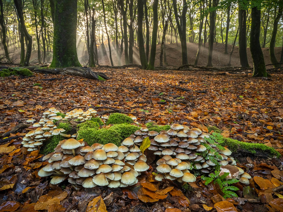 paddenstoelen
