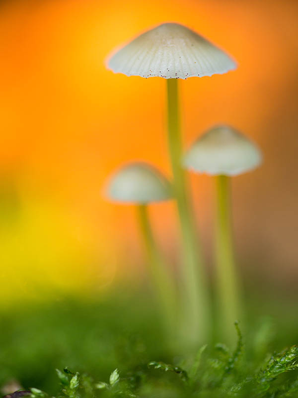 paddenstoelen