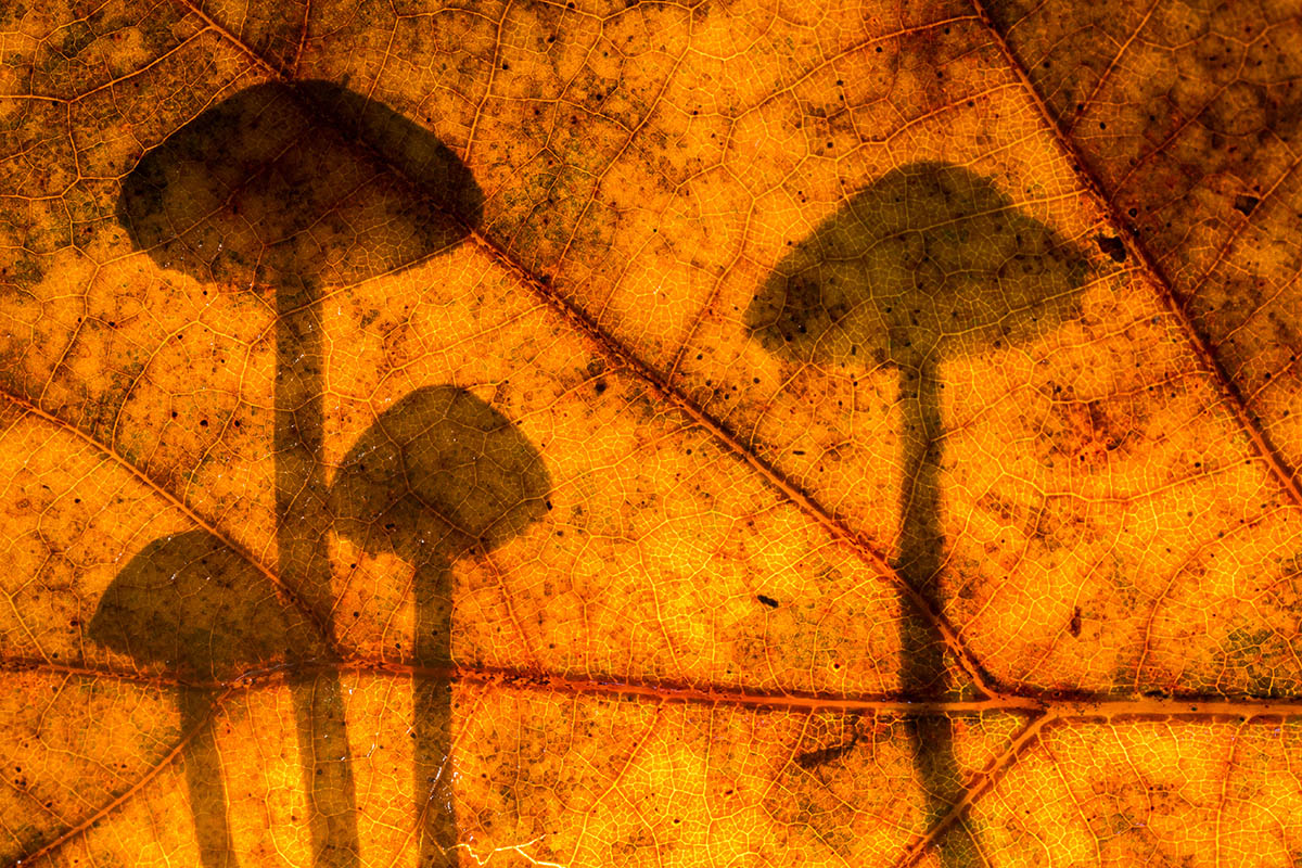 paddenstoelen