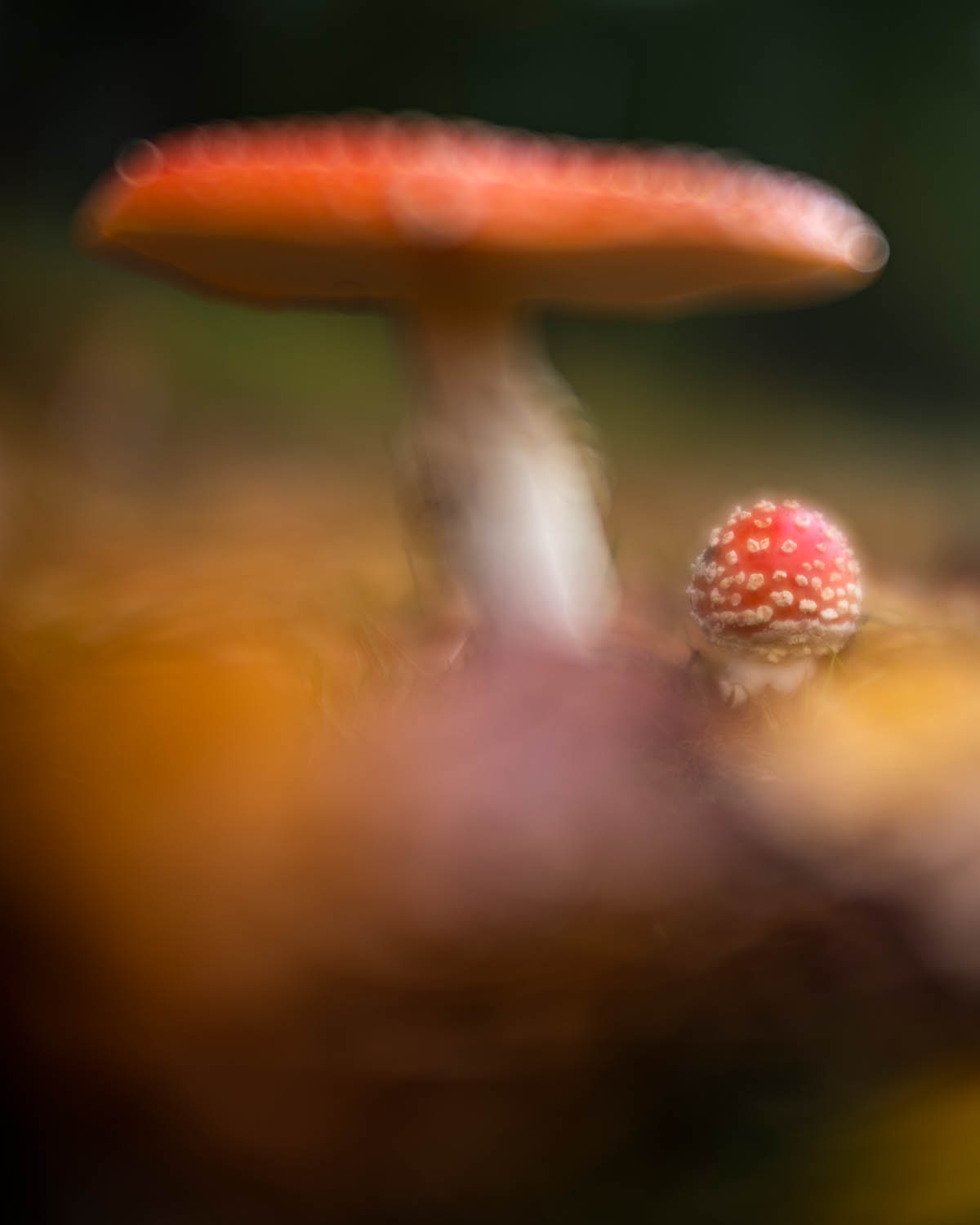 paddenstoelen
