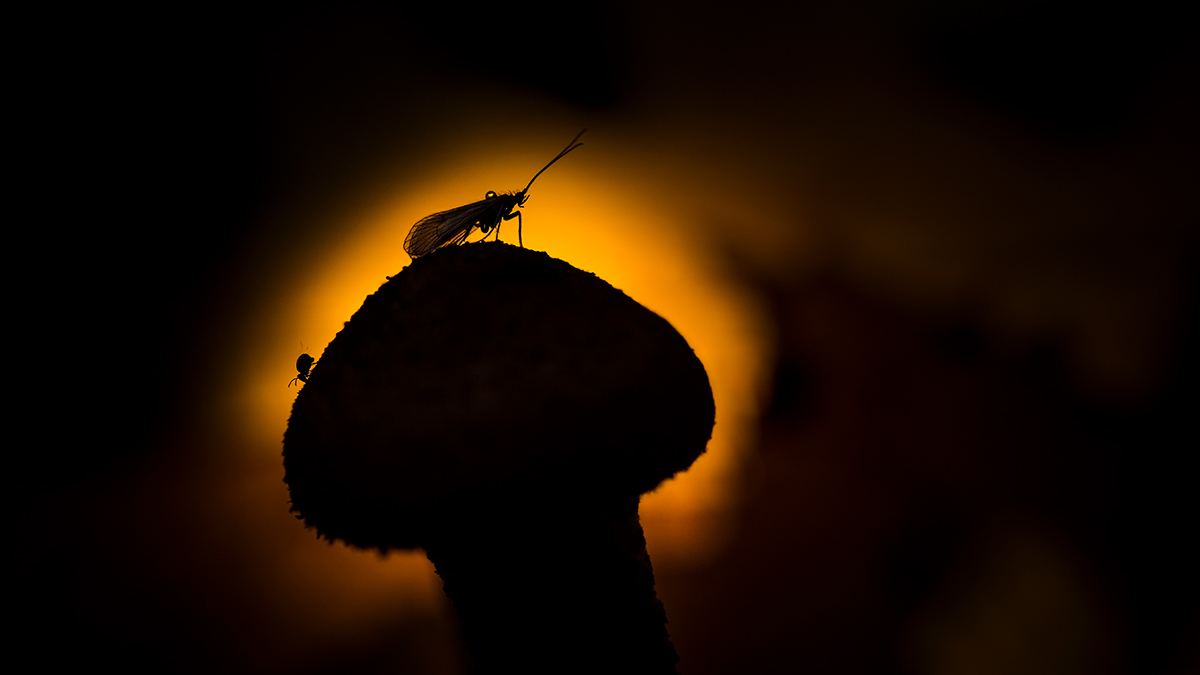 paddenstoelen