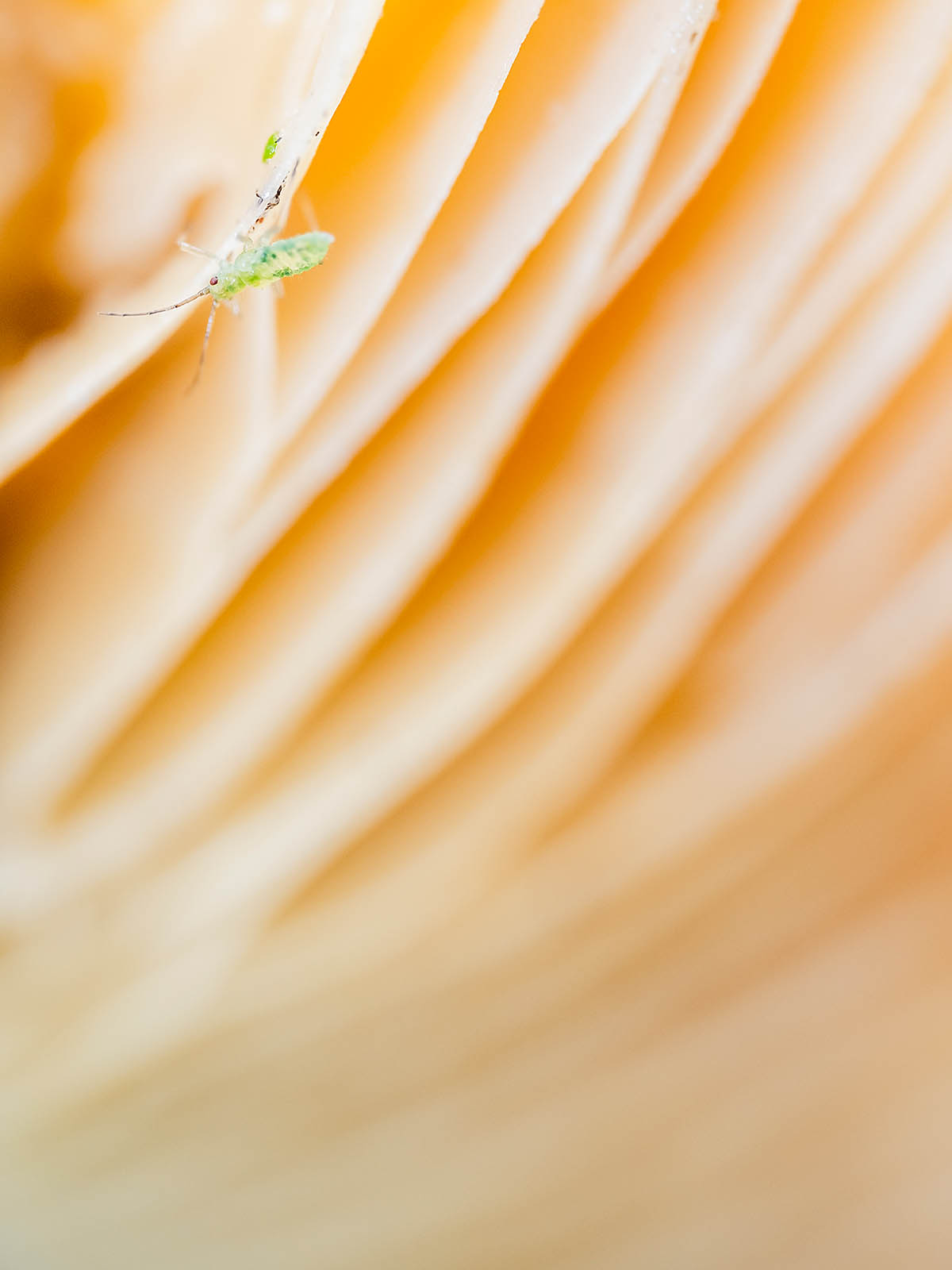 paddenstoelen