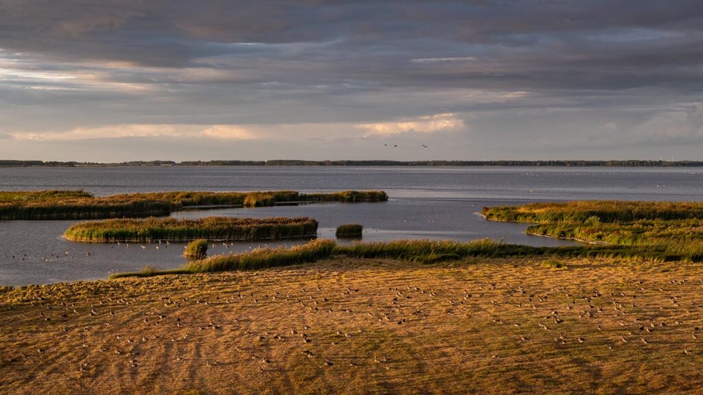 Tåkern
