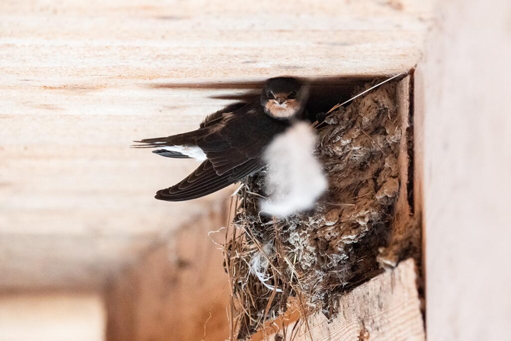 boerenzwaluw Barn swallow