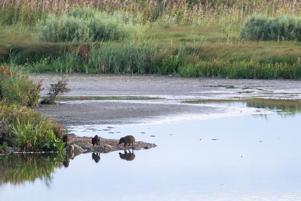 wild zwijn wild boar
