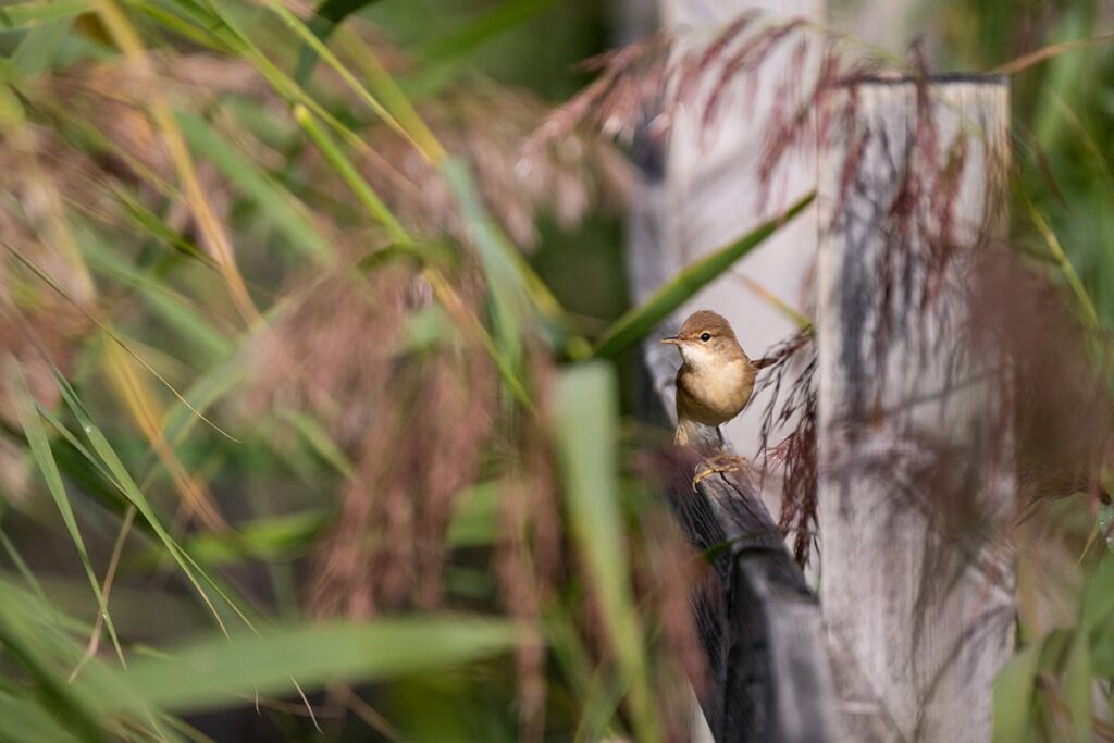 kleine karekiet Common reed warbler