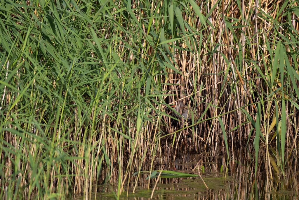 waterral Water rail