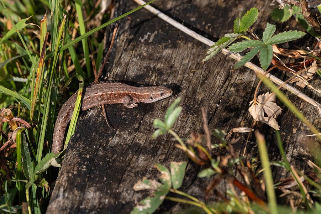 levendbarende hagedis Viviparous lizard