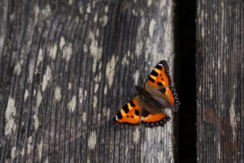 kleine vos Small tortoiseshell