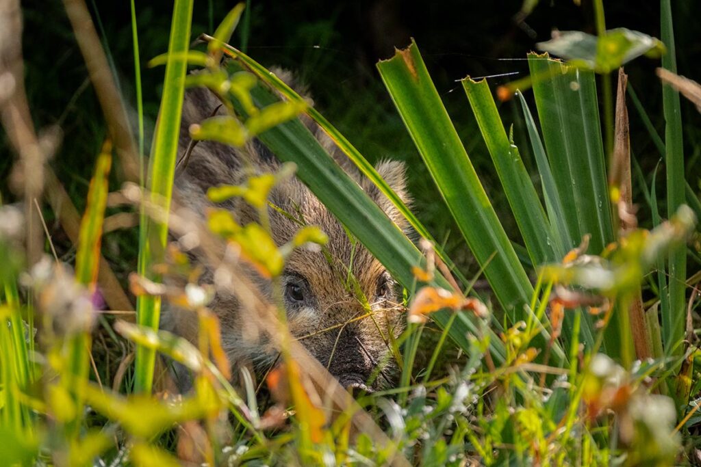 wild zwijn wild boar