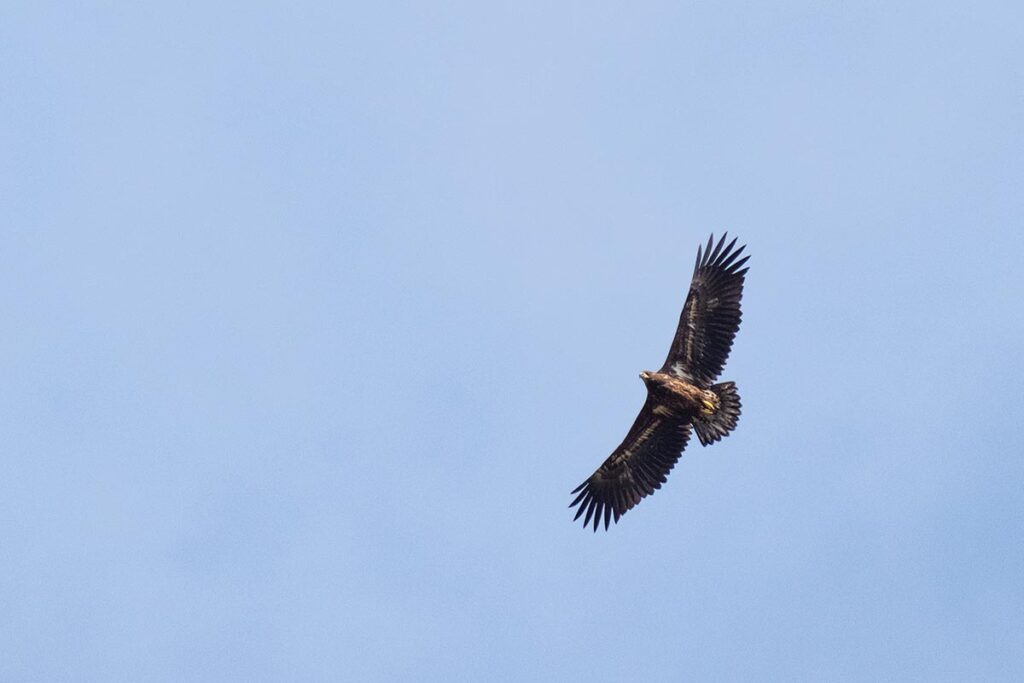 zeearend White-tailed eagle