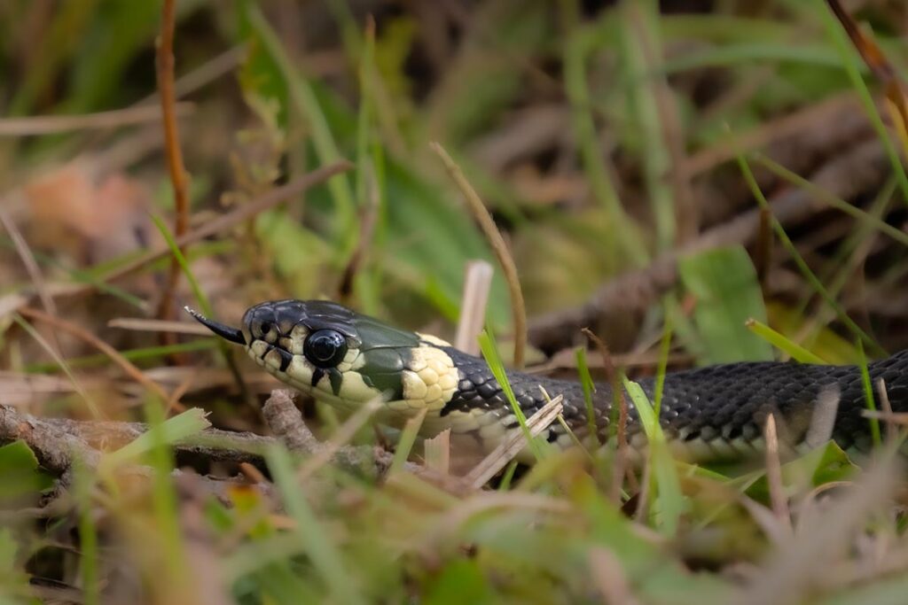 ringslang Barred grass snake