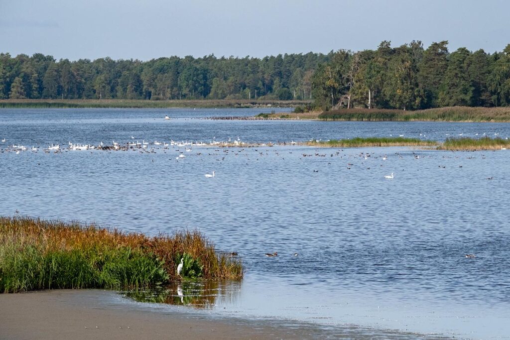 Tåkern