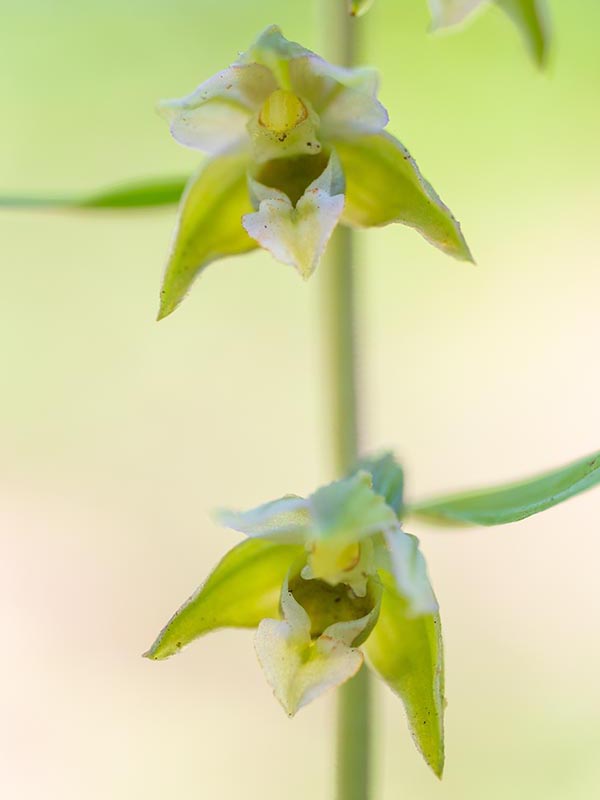 Brede wespenorchis