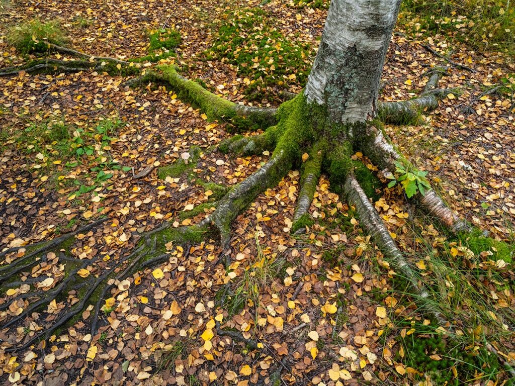 mariebergsskogen